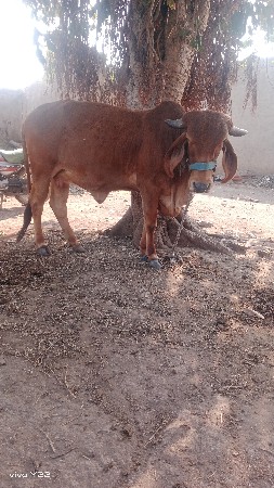 ગાય વેચવાની છે