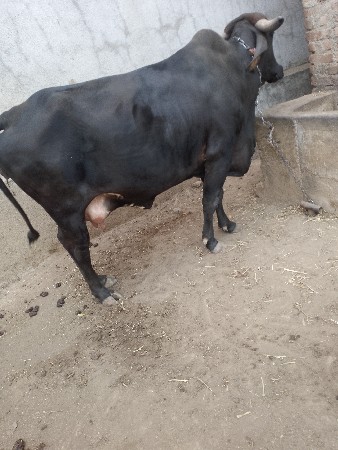 આ ગાય વેસવાની છે