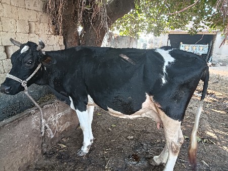 એસ ફ ગાય વેચાવાની છે