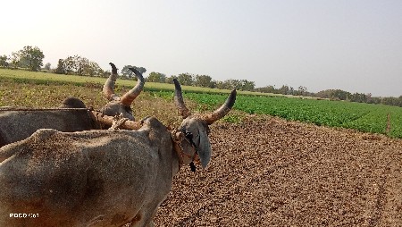 ગોઢલા વેચવાના છે