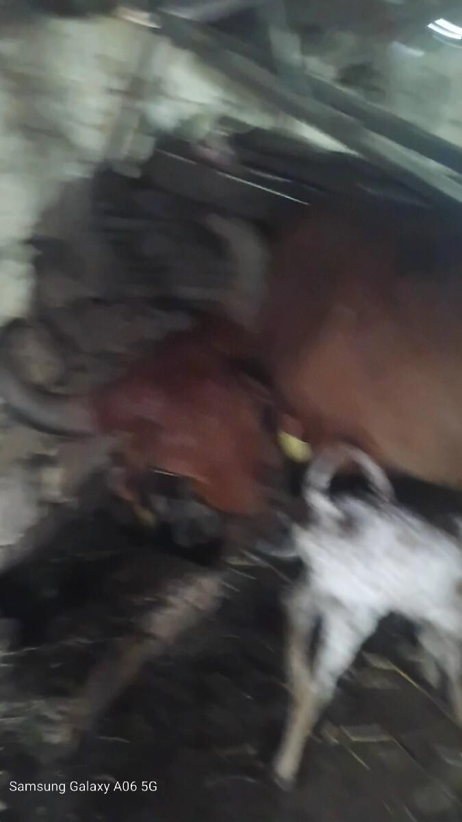 थंबनेल 2