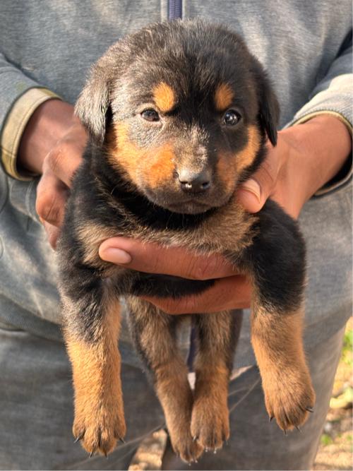 Rottweiler puppy