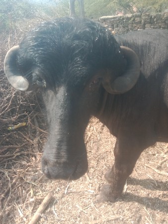 थंबनेल 2