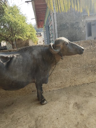 સાટુ કરવુ છે