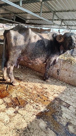 थंबनेल 2