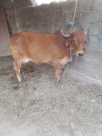 ગાય વેચવાની છે