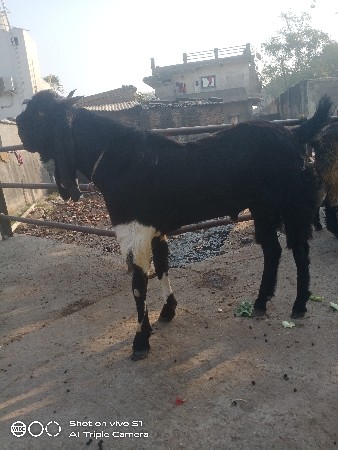 કોટો બકરો 12 મહિના નો છે