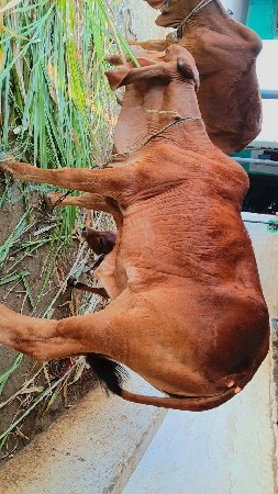 દેશી ગીર વાછળી વેચવા ની છે