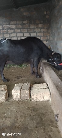 થંબનેલ 3