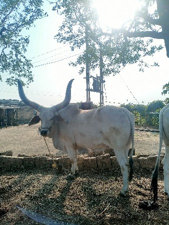 थंबनेल 3