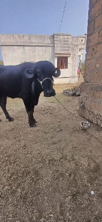 थंबनेल 3