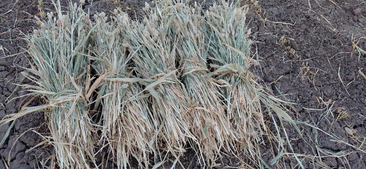 વેચવાનું.   9016664770