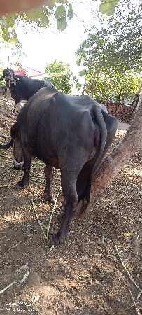 ભેંસ બેસવાની છે