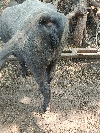 ભેંસ વેશ્વાની સે