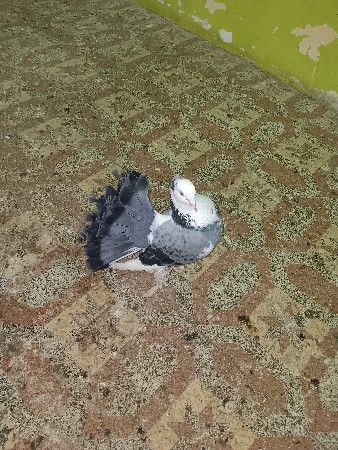 थंबनेल 2