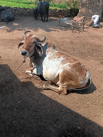 5વેતર ભેશ વેચવાની શે