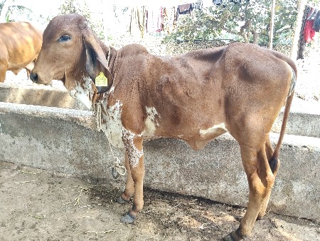 ઓરીજનલ ગીર વાછડી વેચવાની છે.