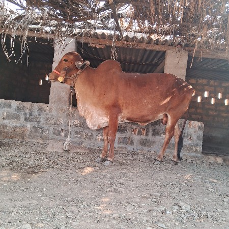 ગીર  ગાય  વેચવા નિ છે