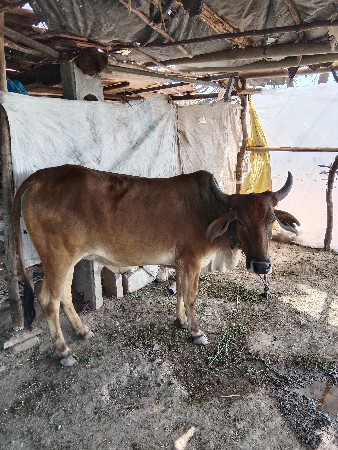 ઓડકી વેચવાની છે