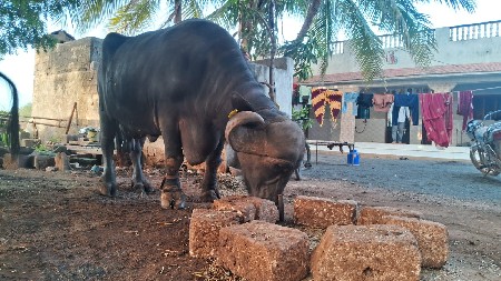 આ ભેસ વેચવા નીછે