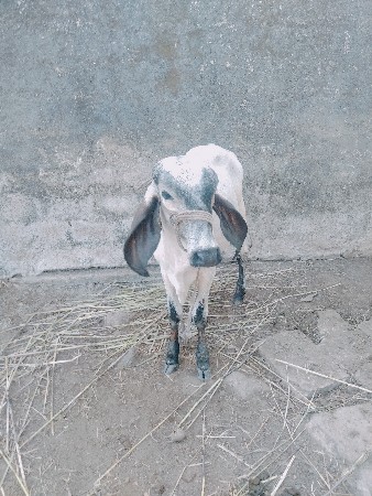 थंबनेल 2