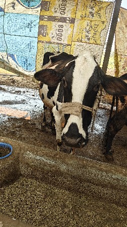 ગાય વેચવા ની છે