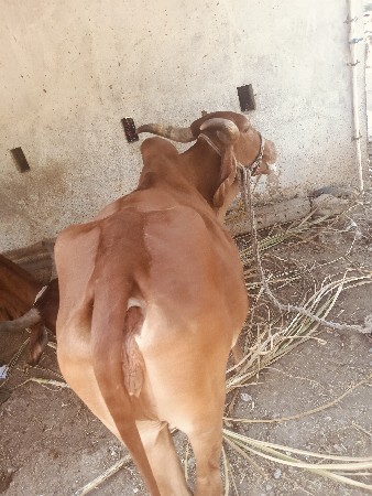 ગાય વેચવાની છે