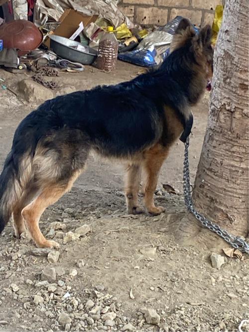 જર્મન સેફર મેલ વેસવાનો સે
૮ મહિના નો થયો 
લોગ કોટ સે