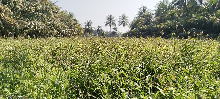 વેચવાનું છે