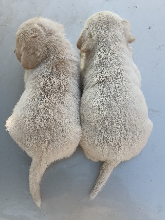 લેબરા ડોર પપ્પી