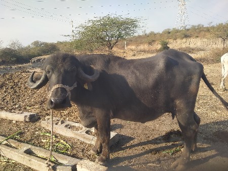 ભેસ વેચવાણી સે