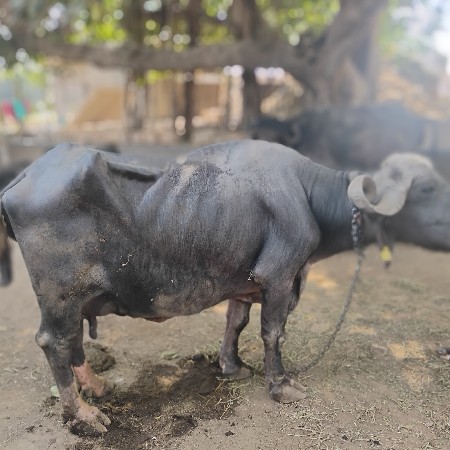 ભેંશ વેચવાની છે