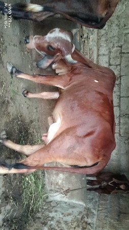 pelu holki vetar sav soji