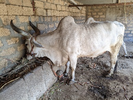 ૩-ધર ના બળદ છે વઢિયાર