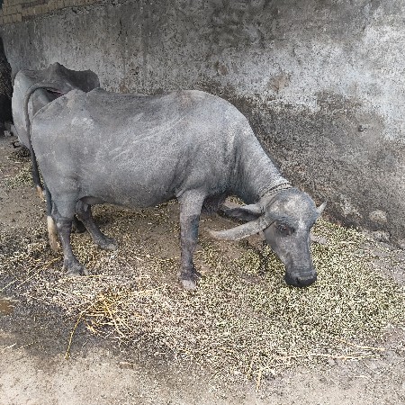 थंबनेल 3