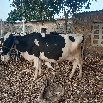 ગાય વેચવાનું છે