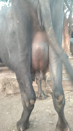 थंबनेल 3