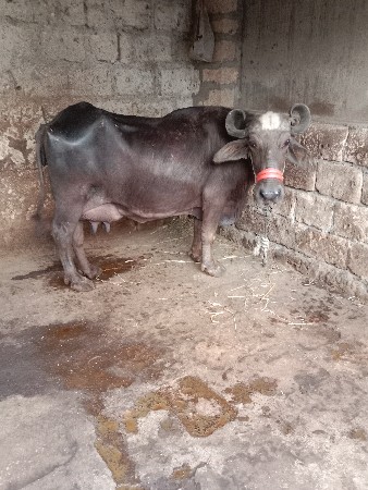 थंबनेल 3