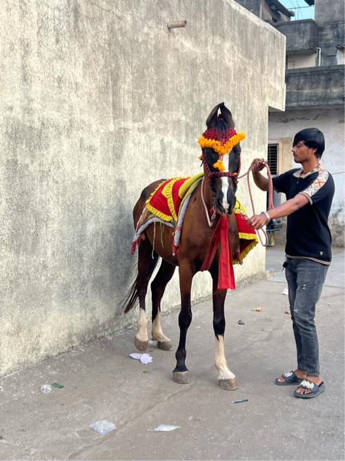 ઘોડા સાટા કરવા ના સે