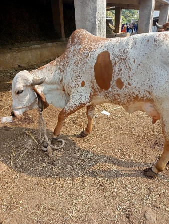 थंबनेल 2