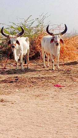 थंबनेल 2