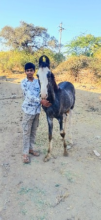 थंबनेल 3