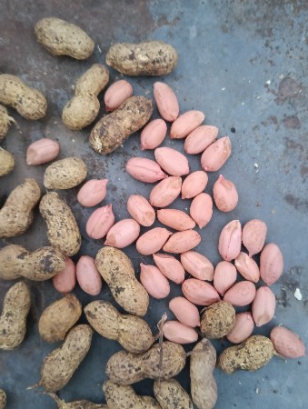 ગીરનાર ૪ ઓરીજનલ કોળી મગફળી