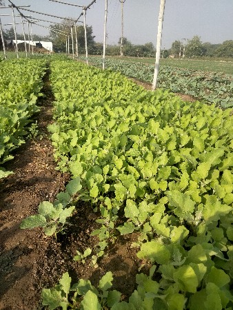 થંબનેલ 3