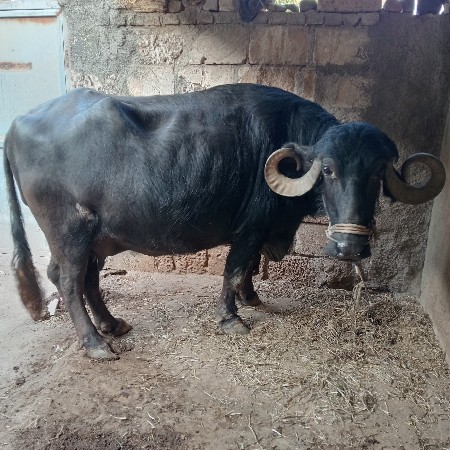 थंबनेल 2