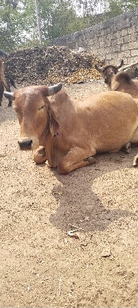 ગાય વેચવાની છે