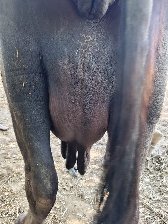 ભેંસ વેચવાની છે