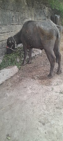 ખડૈલી વેસવા ની સે