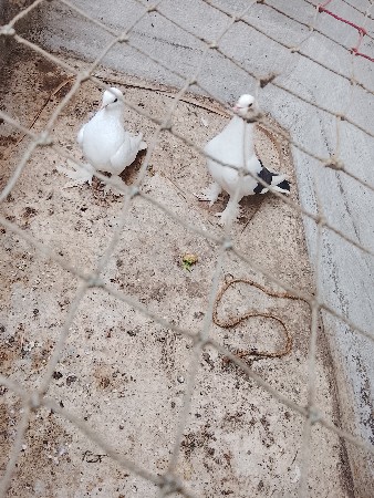 થંબનેલ 3