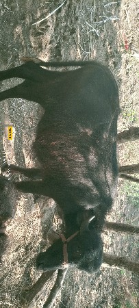 1 ગાય 1 પાડી